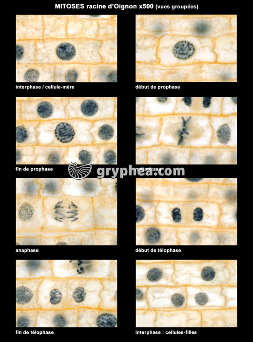 Mitoses dans des cellules de racine d'Oignon (8 étapes) x500 - gryphea.com